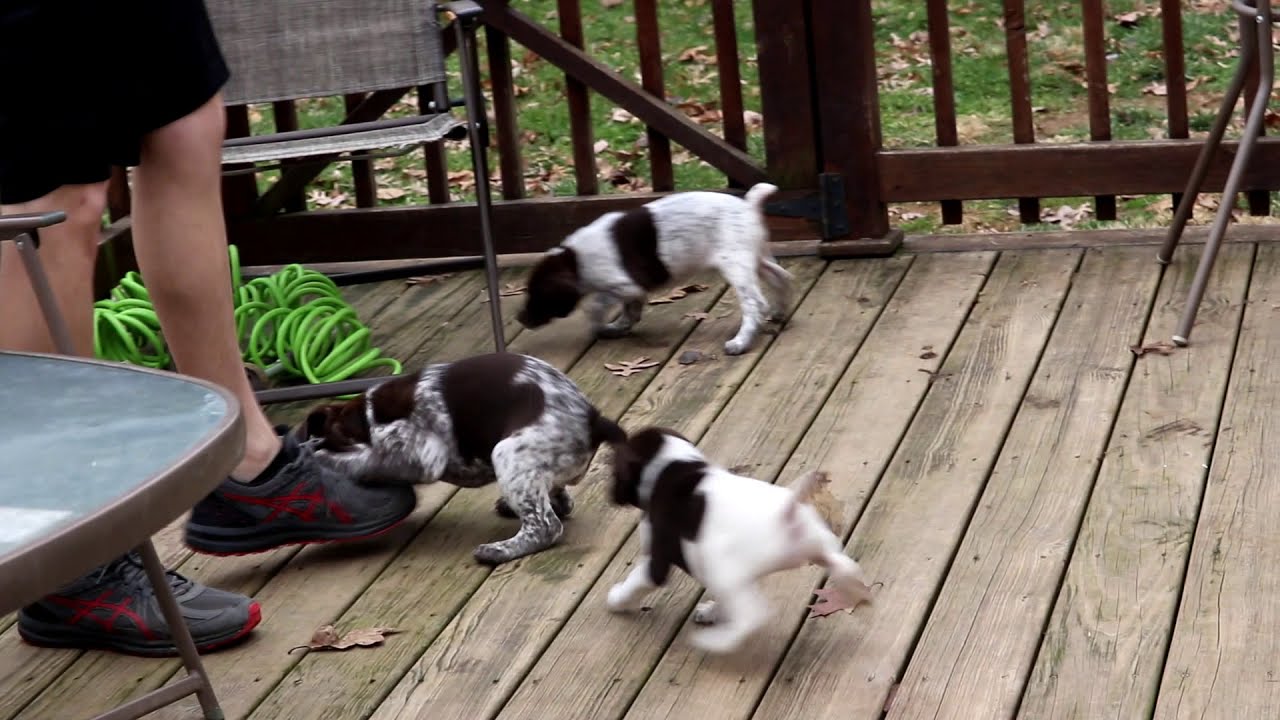 German Shorthaired Pointer Puppies For Sale Youtube