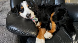 Our Bernese Mountain Dog sometimes sits on the things she loves