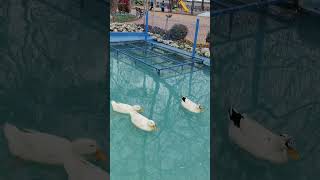 Ördekler parkta yaşıyor   #ördek