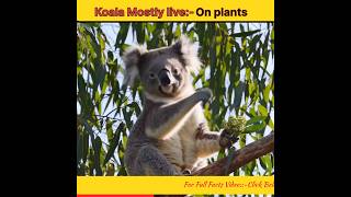 Koala mostly live on plants 🐨 #koala #animalfacts #wildlife #cutanimals #koalafacts #animalworld