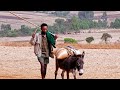 አዲስ ቅራርቶ ተመቸ ንጉስ ኧረ ምን ሞኙነው Thiopian Music 2025 