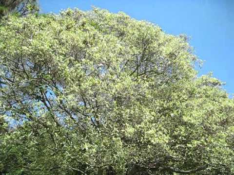 Ficus