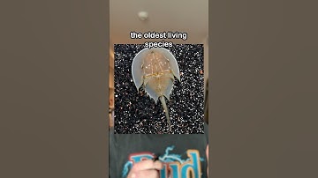 Living Fossils