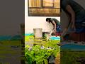 Fountain Work In Progress Uae Home Greenlove Naturelovers Pets Ajmanvilla Fishpond Fountain 