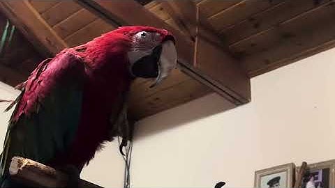 VI Joshua, video 3/3:  Iehosua curses Jericho after it falls