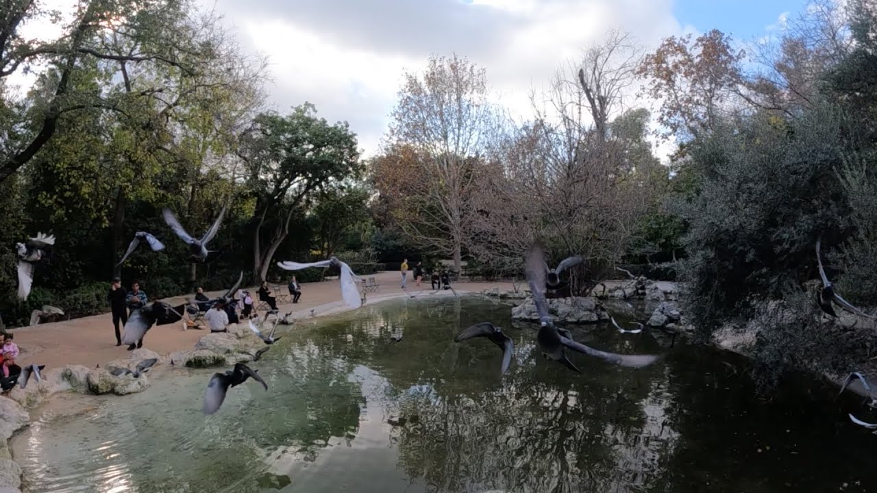 Flying Pigeons in Slow Motion | Peaceful Nature at Athens National Park