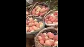 Allahurahman... Allahurahim...