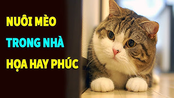 Sự thật nuôi mèo trong nhà là HỌA hay PHÚC