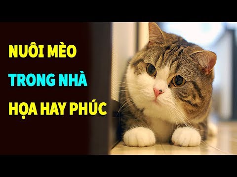 Video: Lợi ích Của Việc Nhận Nuôi Một Con Chó Hoặc Con Mèo Già Hơn