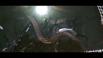 rắn ri cá ăn đêm nhìn thấy mác mắc cả nhà đt0355783381