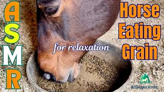 Horse Eating Grain ASMR / Calming Horse Chewing Sounds For Stress Relief & Relaxation