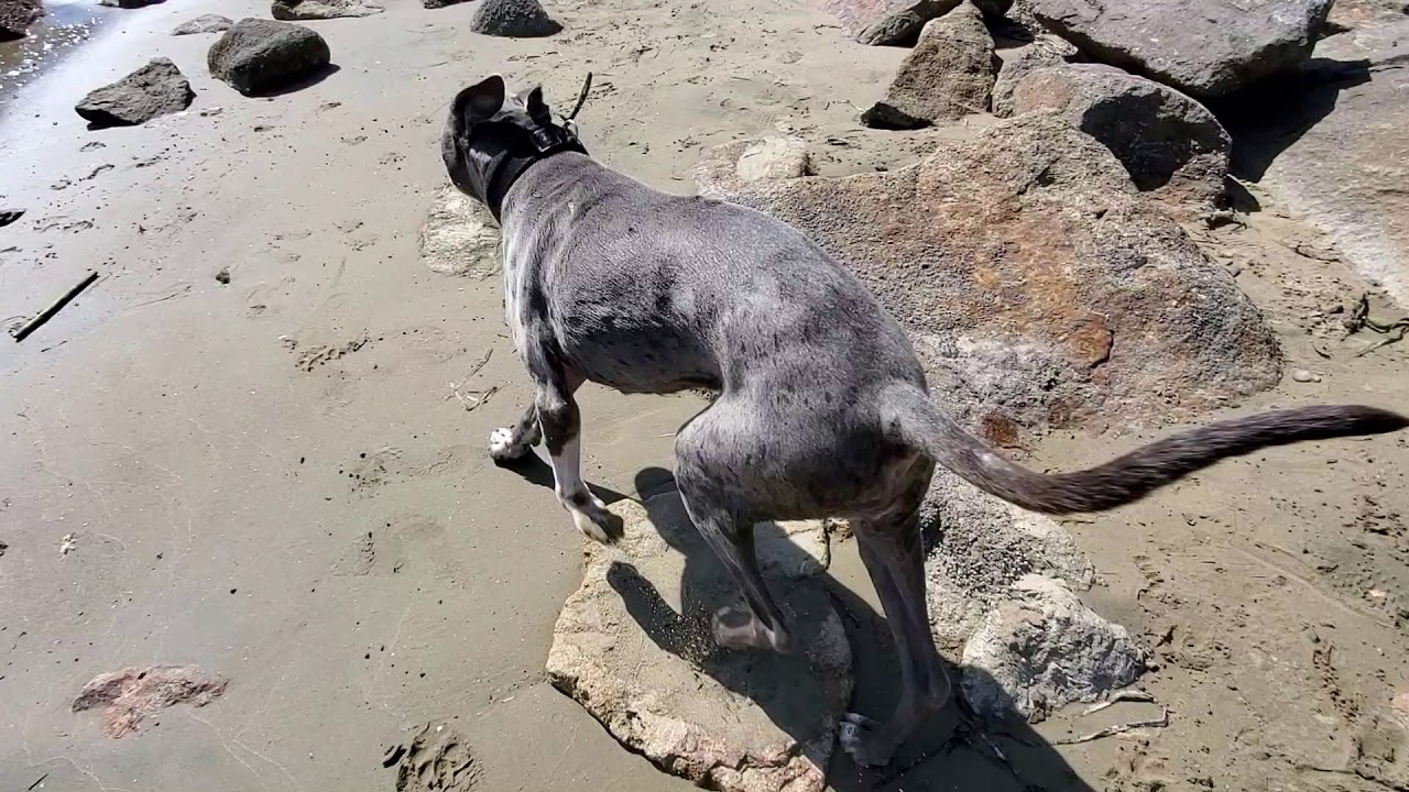 Beach Dogs: Morro Bay, CA.