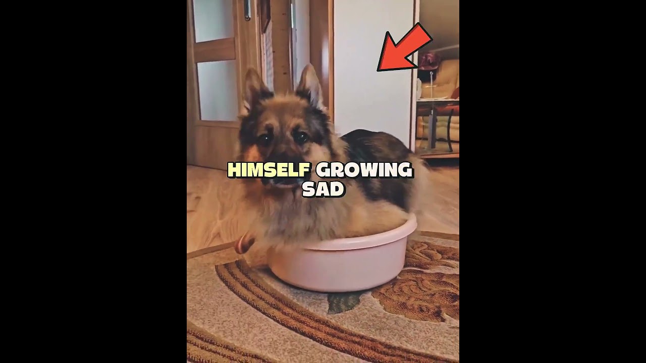 A Bed Made With Love 🐶💛