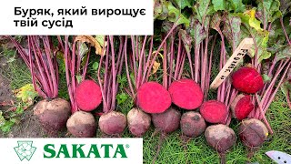 Свекла SAKATA. Испытания новых гибридов. СУПЕР-гибриды КЕСТРЕЛ F1 и РЕД ХАВК F1