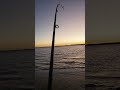 Eagle Ray At Jam Jerrup