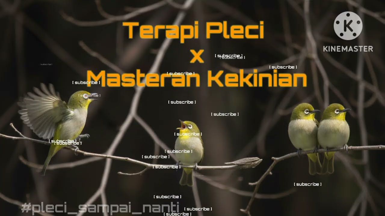 Terapi Pleci X Masteran Kekinian