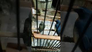 Download Lagu Ketika burung sulingan/tledekan gunung meloloh anaknya MP3