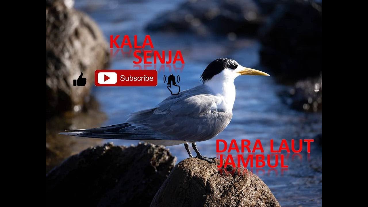 DARA LAUT JAMBUL