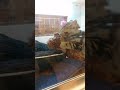 人形を抱きしめる猫【かわいい】