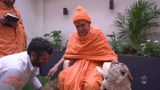 P.Pu. Mahant Swami Maharaj 86th Birthday  Swamishri blesses a lion cub* 🇦🇹 screenshot 3