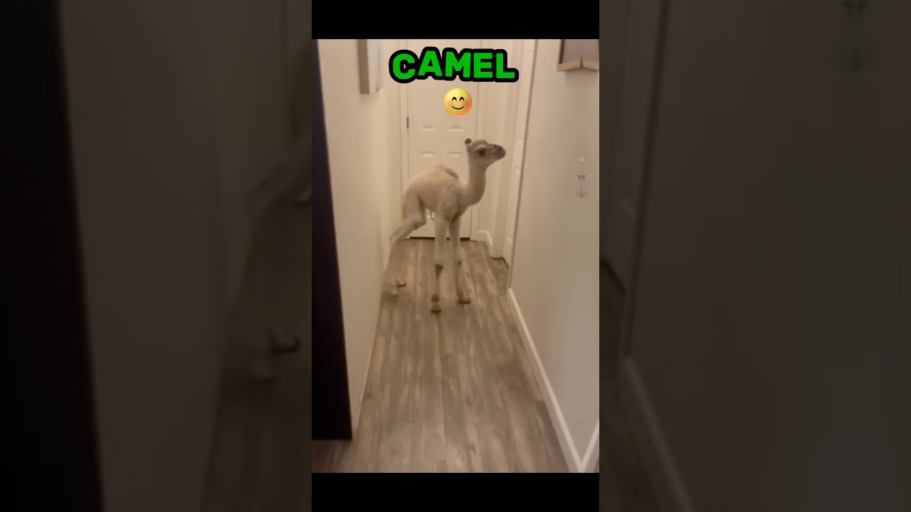 Animals That Look Cute But Can Kill You part 3