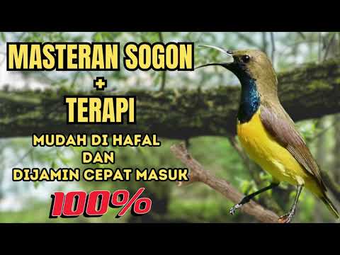 TERAPI SOGON KOLONI MERANGSANG SOGON MACET BUNYI LANGSUNG RESPON    #sogon #sogokontong #terapisogon