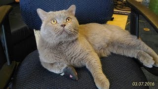 Кот ругается матом (почти)) и требует еду. Кот ругается на хозяина. Cat swears at the owner Кот ругается матом (почти)) и требует еду. Кот ругается на хозяина. Cat swears at the owner