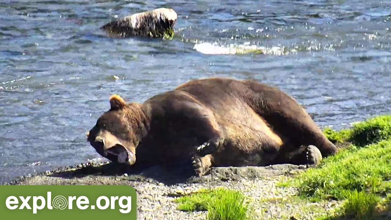 747's Epic Nap - This Week at Brooks Falls