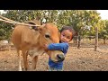 babies VS baby cow become friends/funny bsbies and pets compilatoin🐮🐮🐮🐮🐮