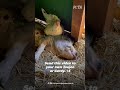 The Most Unexpected Best Friends 🥹🐔❤️🐷