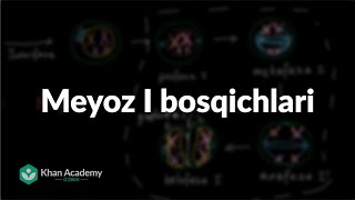 Meyoz I Bosqichlari Hujayra Boʻlinishi Biologiya