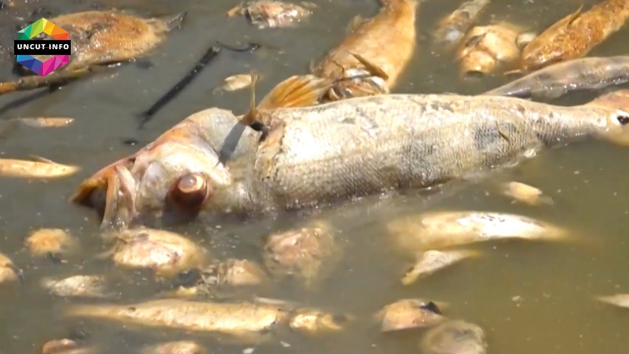 Brazil Drought Crisis: Impending Disaster Threatens Half a Million Lives | UNCUT INFO