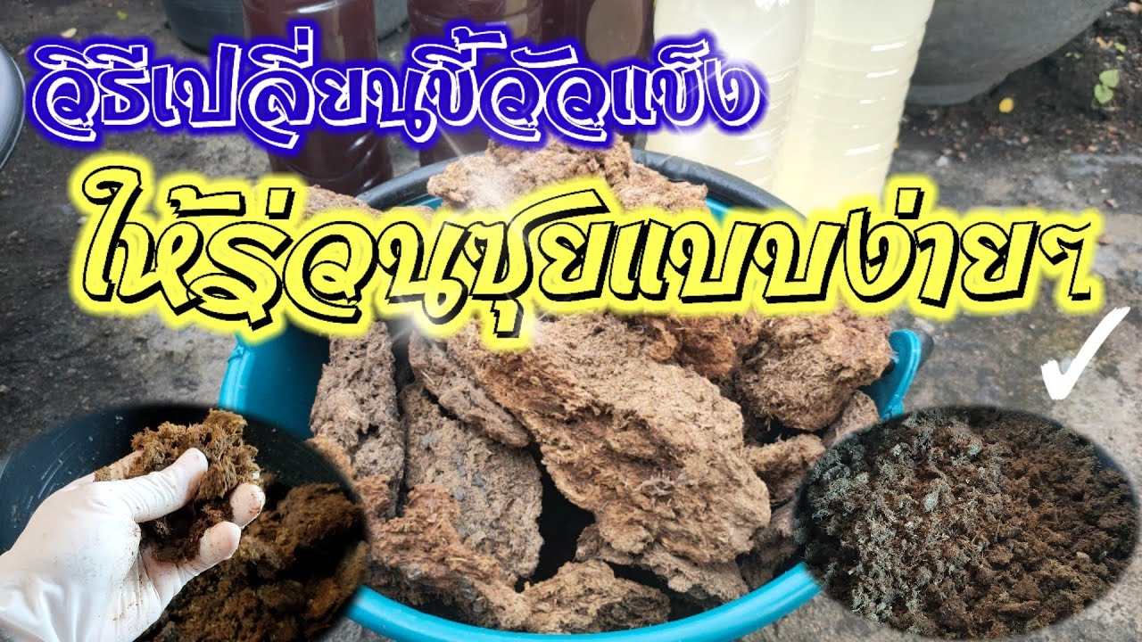 เปลี่ยนขี้วัวแข็งที่ใช้ยาก ให้เป็นปุ๋ยคอกขี้วัวหมักร่วนซุยแบบง่ายๆ