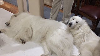 お留守番を理解してジタバタしないルンルンとアラン　Great Pyrenees　グレートピレニーズ