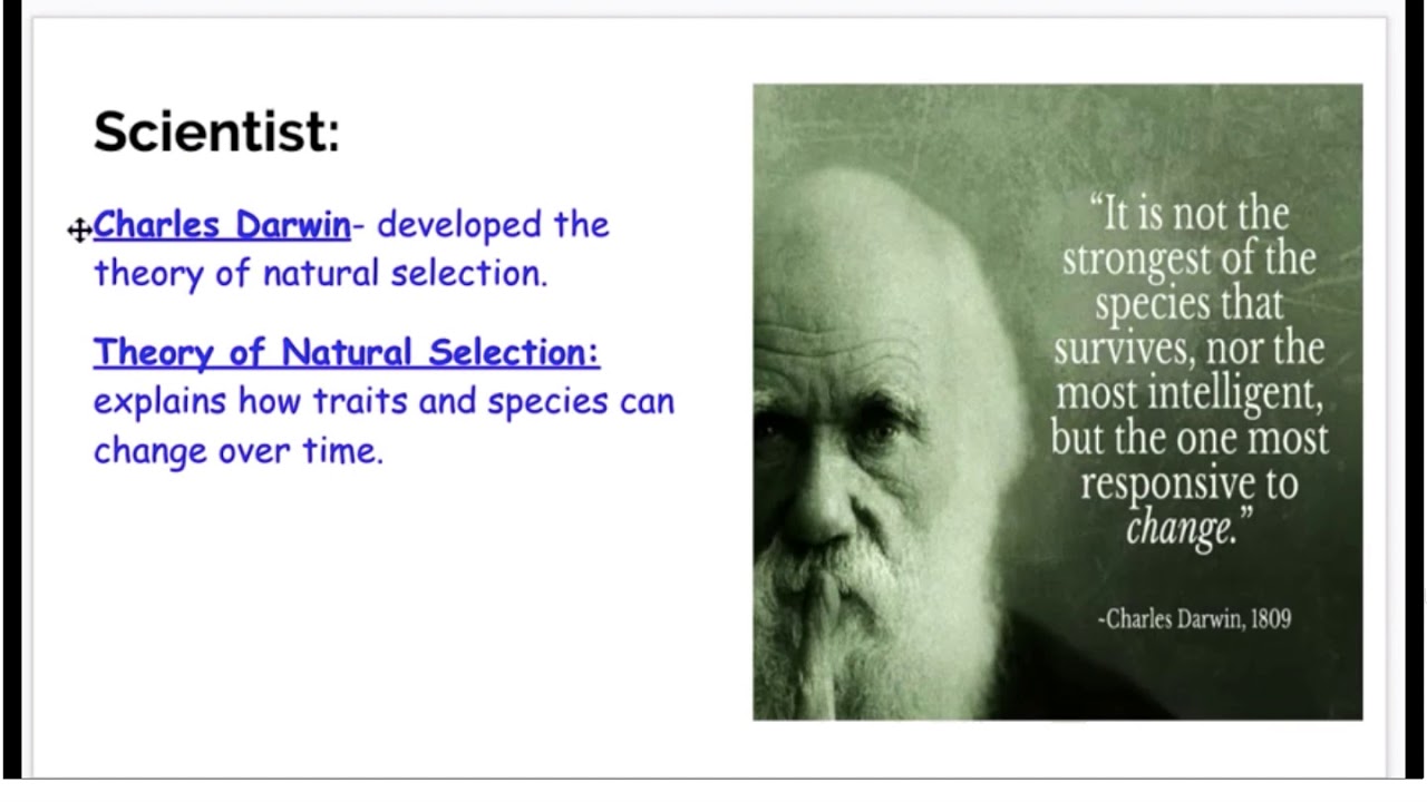 Natural Selection EXPLAIN YouTube