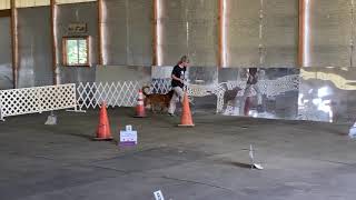 AKC Virtual Rally Novice Course 2