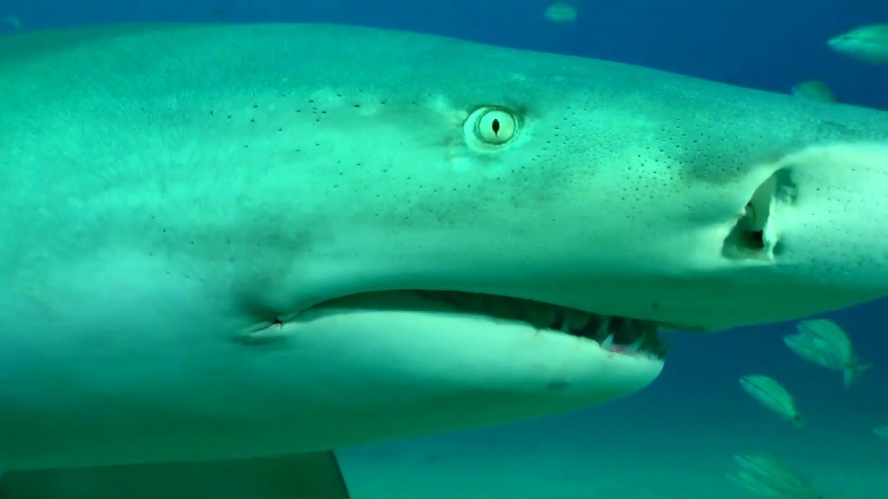 Lemon Shark extreme predator hunting YouTube