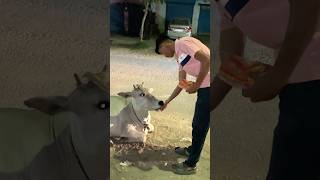 ￼ Hungry cow ki madad ki #cow#protectanimals#animals