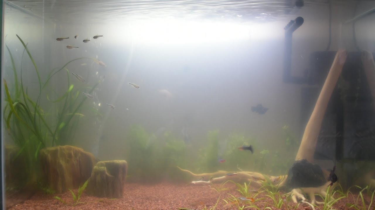 AGUA BLANCA EN MI ACUARIO | CAUSAS Y SOLUCIONES - YouTube