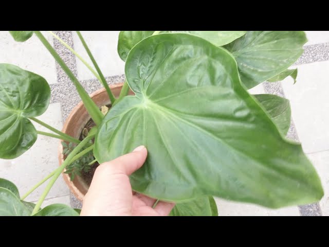 Alocasia cucullata or Buddha palm plant care and propagation tips for  beginners - YouTube