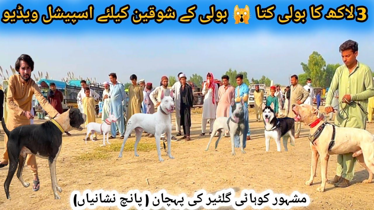 Pakistan Famous Kohat Dog Market Updates | Kohati Gultair, Bully, Pitbull, Pointer, GSD, Kangal