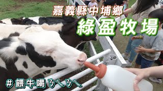 天啊！也太好玩！一起來＃綠盈牧場餵牛牛、羊羊、賽鵝、牽牛 ... 