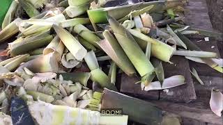 The Bamboo Tree  A Story About Patience and Growth