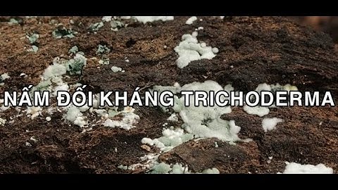 NẤM ĐỐI KHÁNG TRICHODERMA  Ủ PHÂN, CẢI TẠO ĐẤT, ĐỐI KHÁNG NẤM KHUẨN GÂY HẠI/ Vlog Nông Nghiệp
