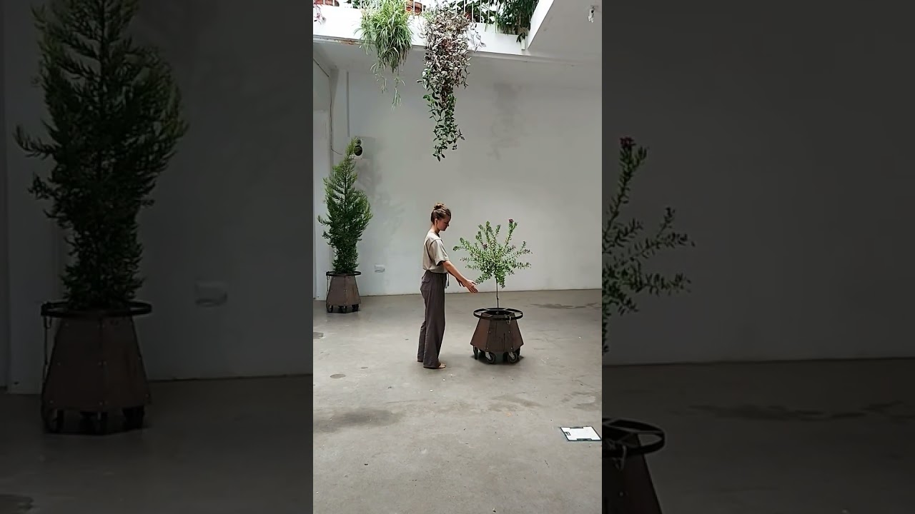 BIOSENSITIVE ART SIMONE CEDAR POLYGALA MYRTIFOLIA 