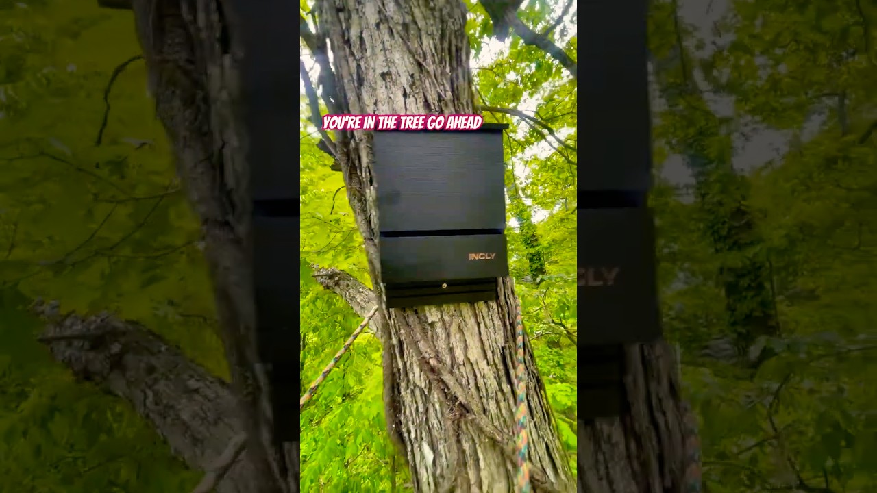 Bat Box Installed 30’ Up A Tree 