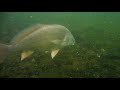 I See Fish People - Lake Champlain in Isle La Motte