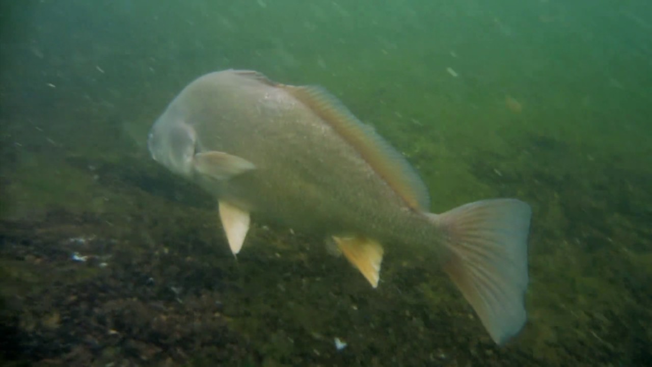 I See Fish People Lake Champlain in Isle La Motte YouTube