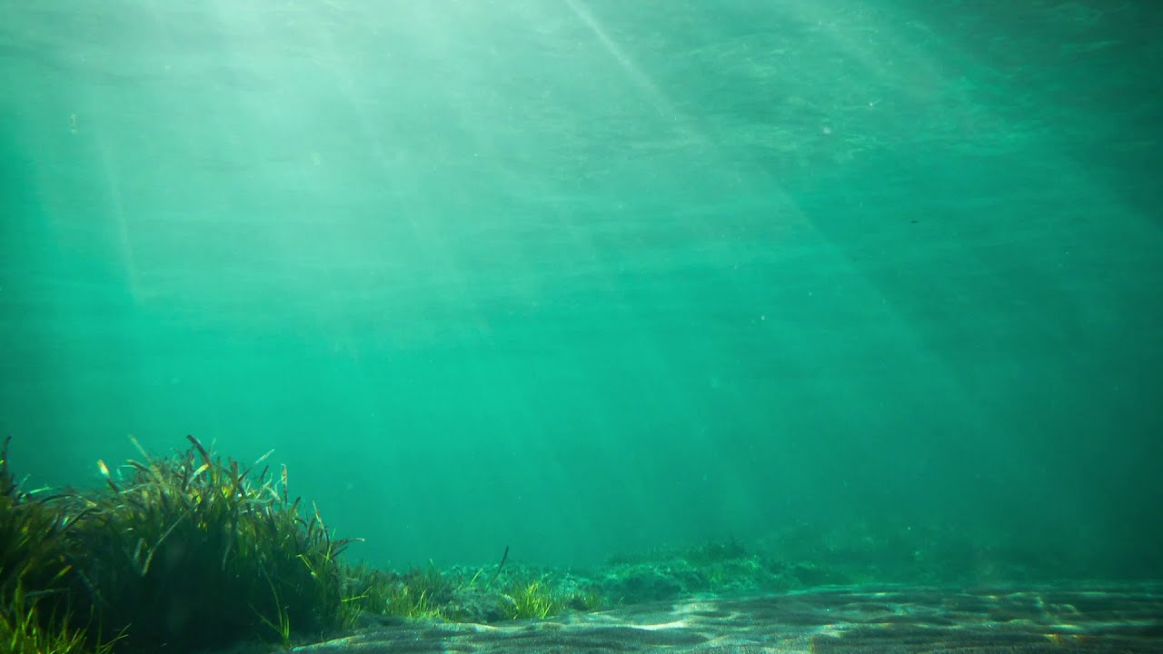 booksmart soundtrack Misunderstood Shark by Ame Dyckman and Scott Magoon | Cover Reveal