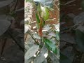 पेड़🌳🌲🌴 पौधे में लगने वाले माटे से छुटकारा पाने का कारगर इलाज॥